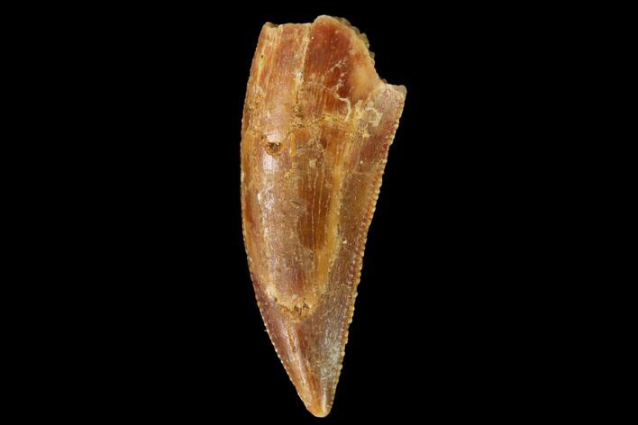 Serrated, Raptor Tooth - Real Dinosaur Tooth #163842
